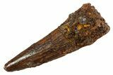 Fossil Spinosaurus Tooth - Real Dinosaur Tooth #344521-1